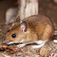 White-footed Mice