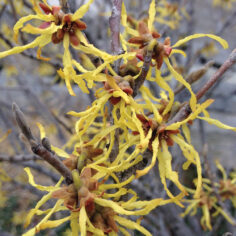Witch Hazel: In Search of Late Bloomers